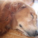 Älterer Golden Retriever schläft friedlich