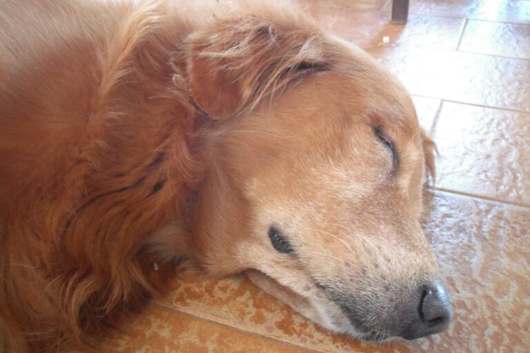 Älterer Golden Retriever schläft friedlich