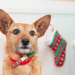 Terrier mit Weihnachtsstrumpf vor einem geschmückten Tannenbaum