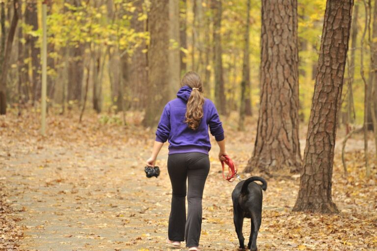 Frau geht mit einem schwarzen Labrador an der Leine durch einen Herbstwald