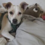 Hund liegt zugedeckt im Bett zwischen Kuscheltieren