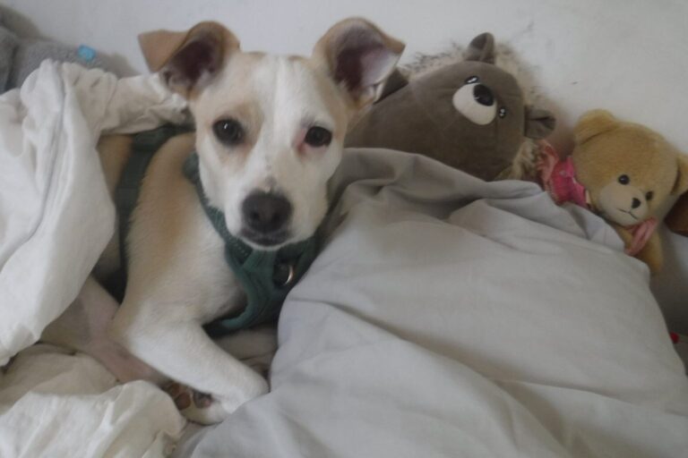 Hund liegt zugedeckt im Bett zwischen Kuscheltieren