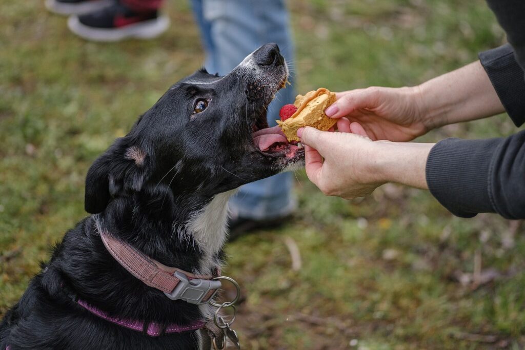 Schwarz-weißer Hund nimmt ein Leckerli aus der Hand