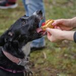 Schwarz-weißer Hund nimmt ein Leckerli aus der Hand