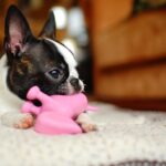 Boston Terrier beschäftigt sich konzentriert mit einem Spielzeug
