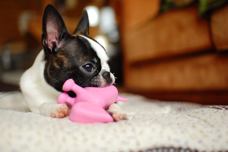 Boston Terrier beschäftigt sich konzentriert mit einem Spielzeug