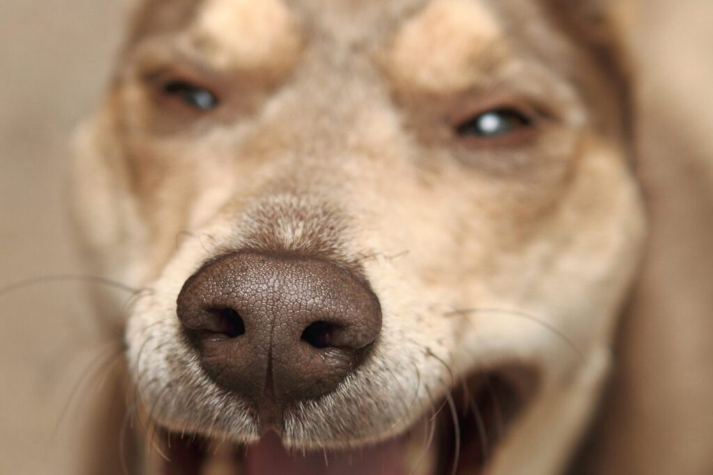 Hund gähnt und zeigt seine Zähne