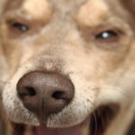 Hund gähnt und zeigt seine Zähne