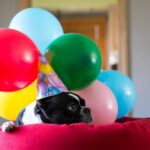 Boston Terrier mit Partyhut zwischen bunten Luftballons