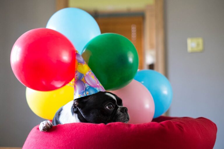 Boston Terrier mit Partyhut zwischen bunten Luftballons