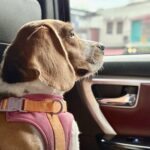 Beagle mit Geschirr sitzt im Auto und schaut aus dem Fenster