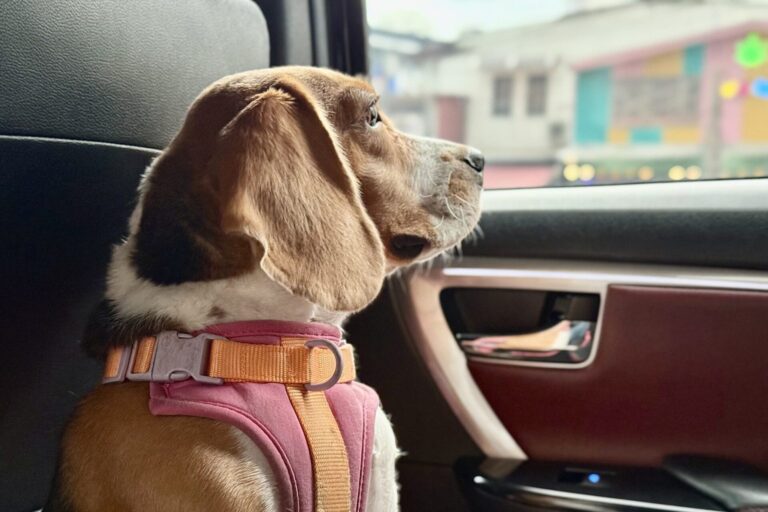 Beagle mit Geschirr sitzt im Auto und schaut aus dem Fenster