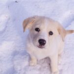 Junger Hund sitzt im Schnee und schaut nach oben