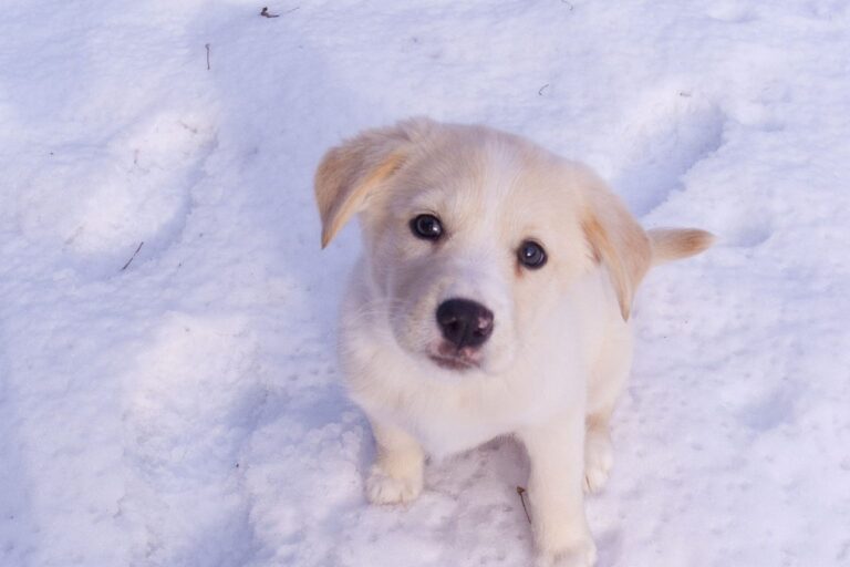 Junger Hund sitzt im Schnee und schaut nach oben