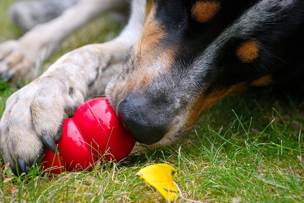 Hund liegt im Gras und kaut auf einem roten KONG