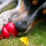 Hund liegt im Gras und kaut auf einem roten KONG