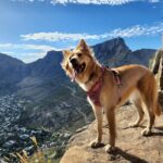 Hund in einem gepolsterten Brustgeschirr auf einer Felskuppe