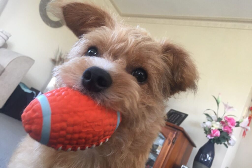 Terrier hält ein Spielzeug im Maul