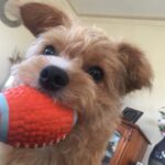 Terrier hält ein Spielzeug im Maul