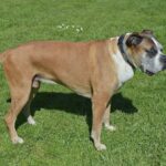 Porträt eines Boxers auf einer Wiese