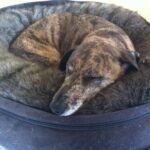Hund schläft zusammengerollt in seinem Hundebett