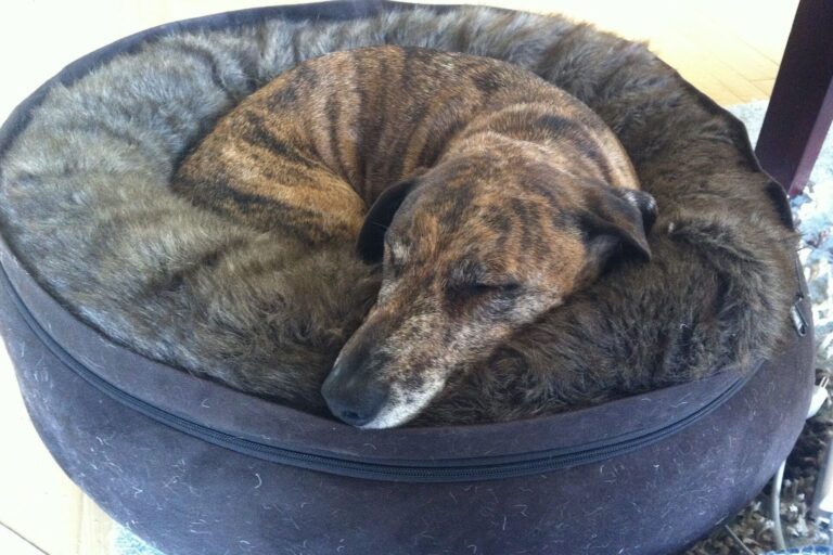 Hund schläft zusammengerollt in seinem Hundebett