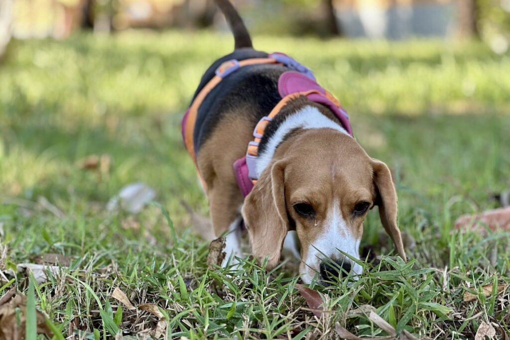 Beagle schnüffelt konzentriert im Gras
