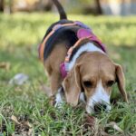 Beagle schnüffelt konzentriert im Gras