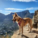 Hund mit Geschirr auf einem Berggipfel über der Stadt