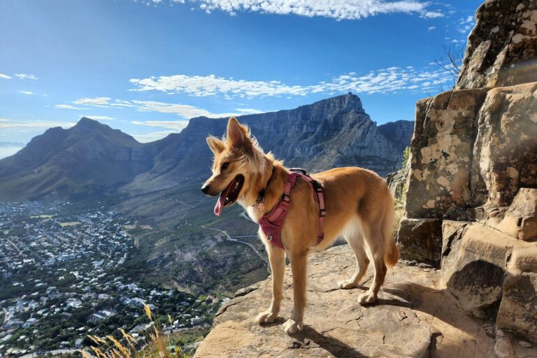Hund mit Geschirr auf einem Berggipfel über der Stadt