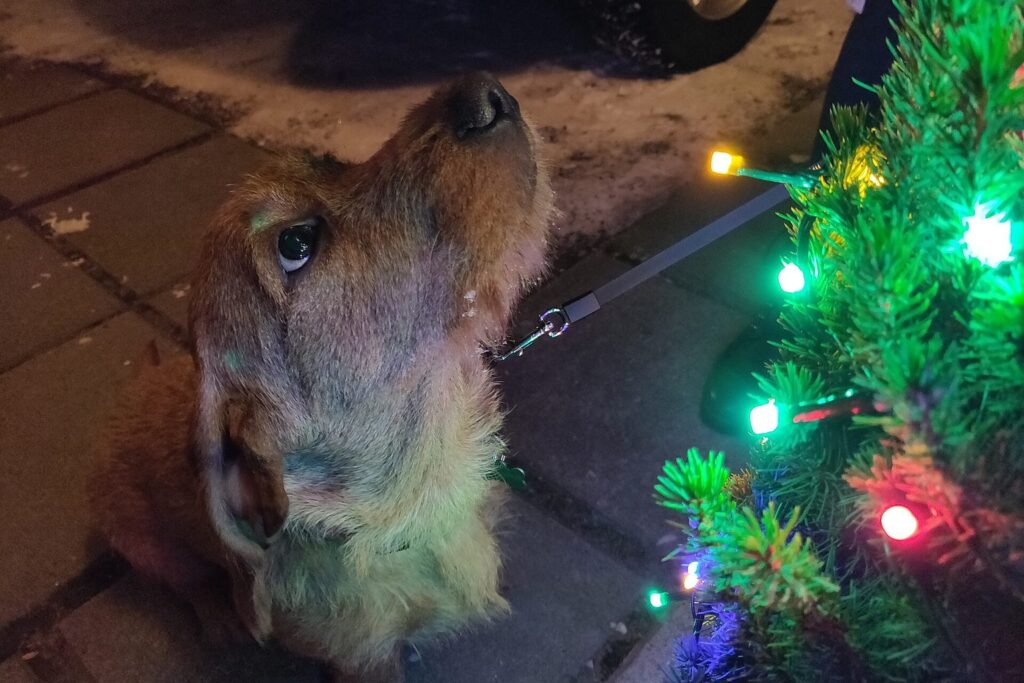 Hund blickt auf die Lichter eines Weihnachtsbaums