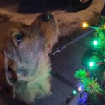 Hund blickt auf die Lichter eines Weihnachtsbaums