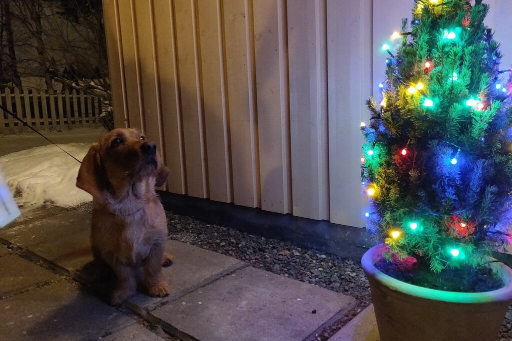 Dackel sitzt neben einem beleuchteten Weihnachtsbaum vor dem Haus