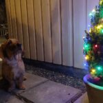 Dackel sitzt neben einem beleuchteten Weihnachtsbaum vor dem Haus