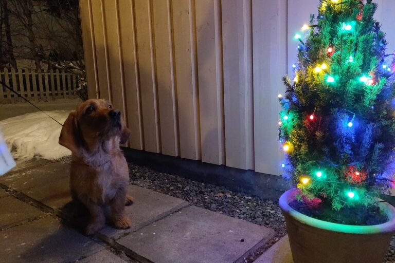 Dackel sitzt neben einem beleuchteten Weihnachtsbaum vor dem Haus