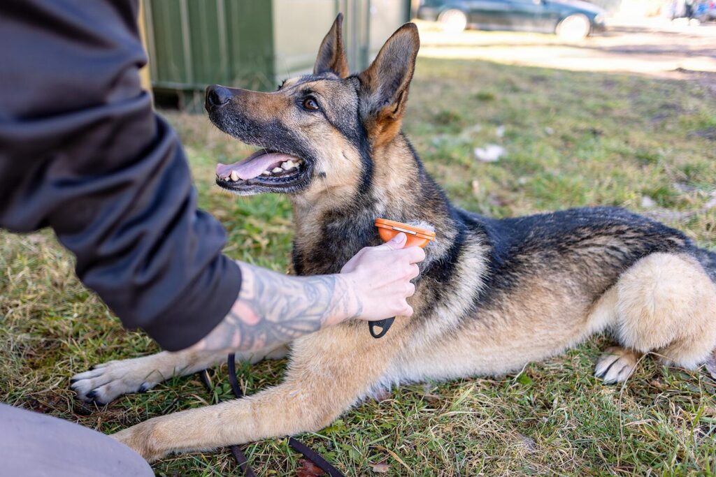 Schäferhund wird auf der Wiese gebürstet