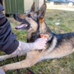 Schäferhund wird auf der Wiese gebürstet