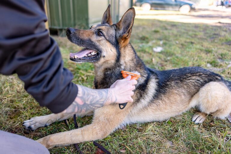 Schäferhund wird auf der Wiese gebürstet
