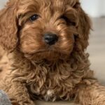 Junger Cavoodle-Welpe liegt auf dem Boden
