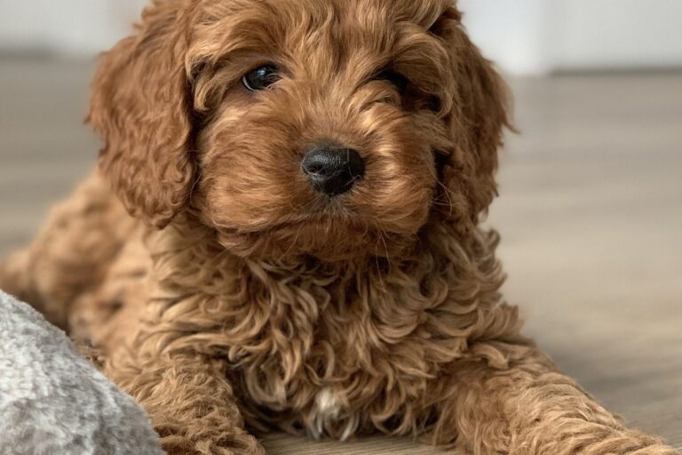 Junger Cavoodle-Welpe liegt auf dem Boden